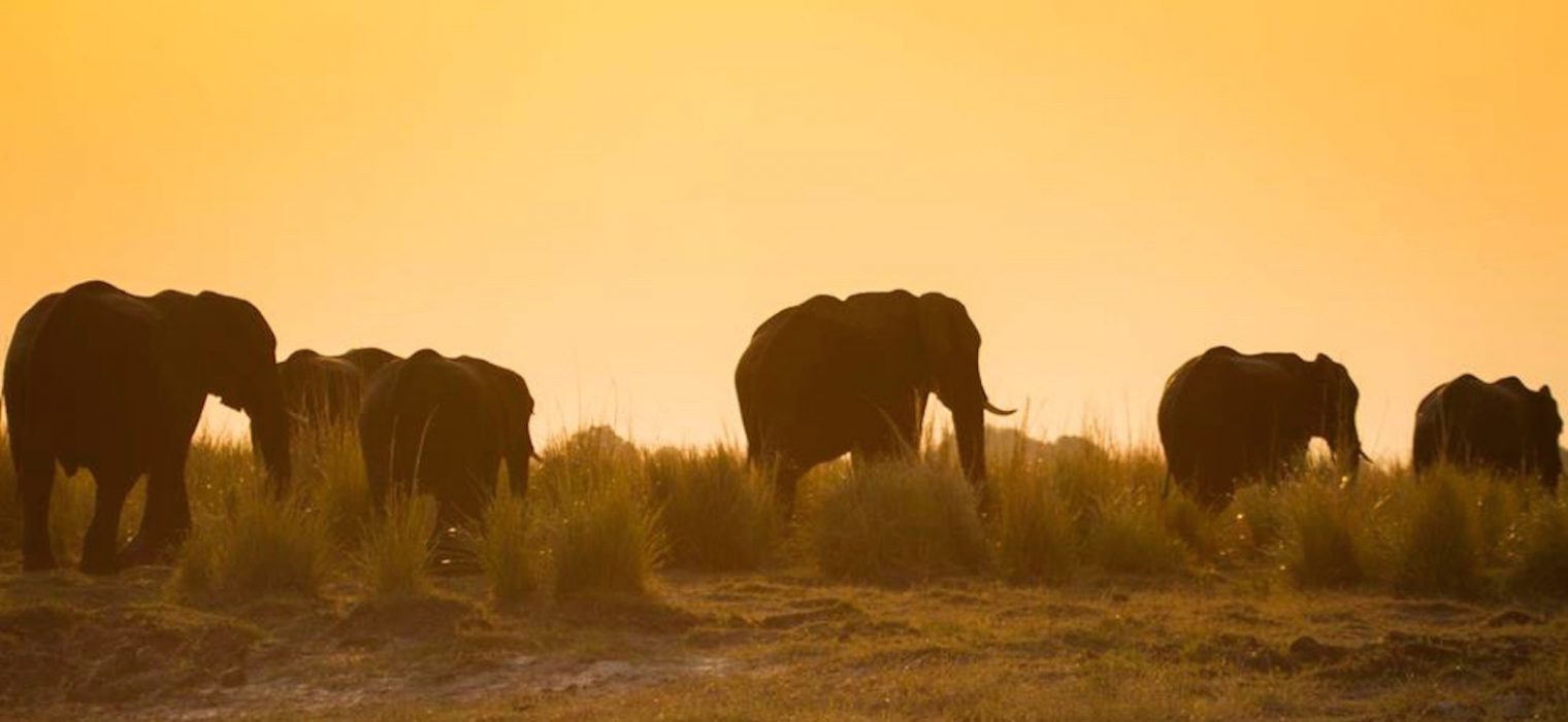 Lujo en un safari ‘business class’ por Botswana