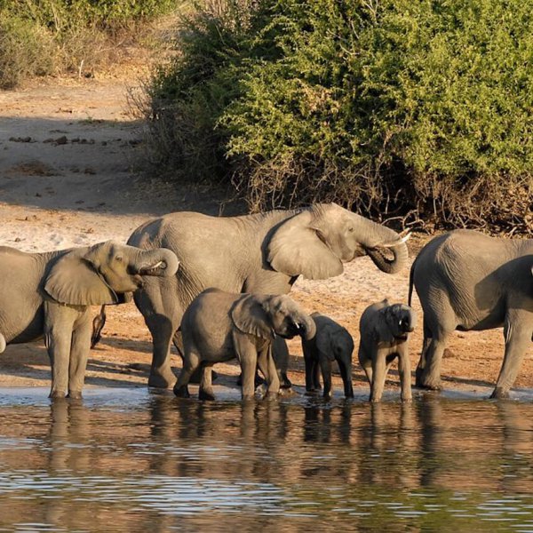 Safari móvil por Botswana en ‘First Class’